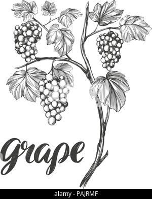 grape vine, grape, calligraphy text hand drawn vector illustration realistic sketch Stock Vector