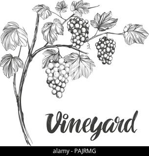 grape vine, grape, calligraphy text hand drawn vector illustration realistic sketch Stock Vector