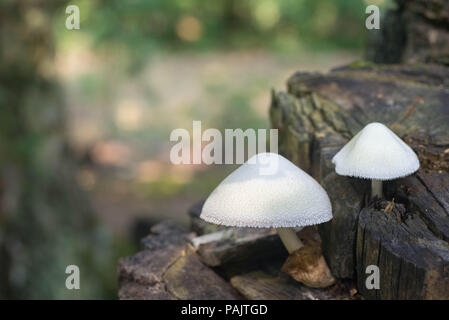 uncultivated volvariella bombycina mushroom on tree tunk macro Stock Photo