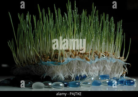 Germinating wheat seeds with roots and first green leaves with drops of dew Stock Photo