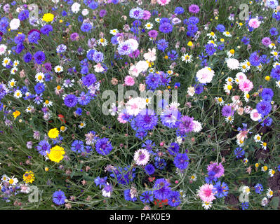 British meadow wildflowers  close up eco friendly Stock Photo