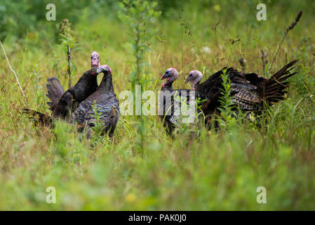 A flock of male wild eastern turkeys, Meleagris gallopavo, fighting for dominance of the flock in the Adirondack Mountains, NY USA Stock Photo