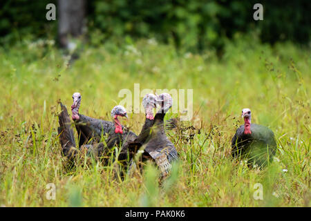 A flock of male wild eastern turkeys, Meleagris gallopavo, fighting for dominance of the flock in the Adirondack Mountains, NY USA Stock Photo