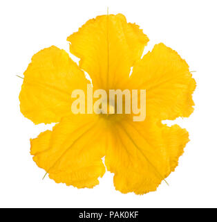 Squash blossom isolated on white background Stock Photo