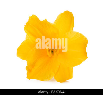 Fresh yellow freesia flower on white background. Stock Photo