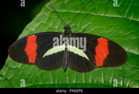 Brush-footed butterfly Calgary Zoo Alberta Canada Stock Photo