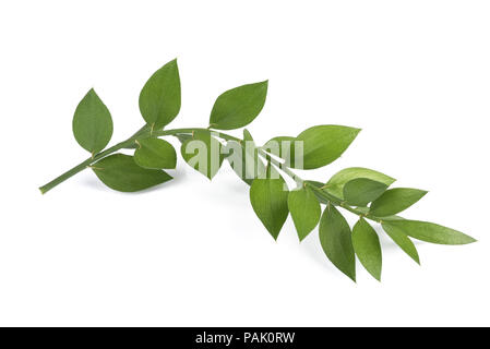 butcher's-broom branch isolated on white background Stock Photo