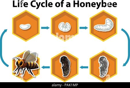 Life cycle of a honeybee illustration Stock Vector