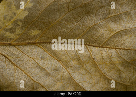 golden poplar dried leaf macro selective focus Stock Photo
