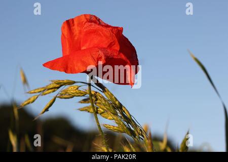Single red poppy shining in the sun Stock Photo