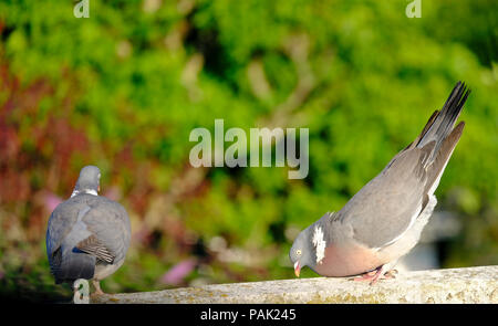 Male Wood Pigeon bowing to disinterested female Stock Photo