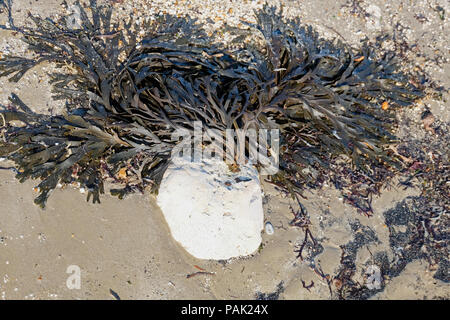 Bladder wrack seaweed attached to a white rock at low tide on beach with its fronds spread out to form a fan shape. Stock Photo