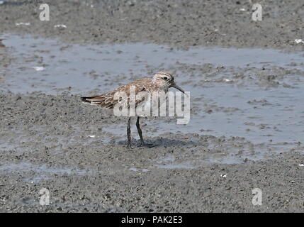 Broad-billed Sandpiper (Calidris falcinellus sibirica) adult standing on mud-flat  western Taiwan               April Stock Photo