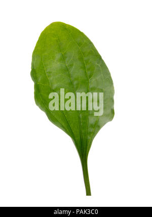 Plantain leaf isolated on white background Stock Photo