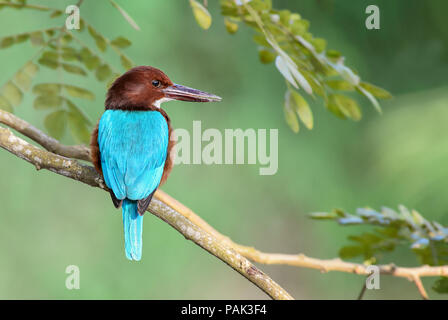 White-throated Kingfisher - Halcyon smyrnensis, Sri Lanka. Sitting on the branch near the water. Stock Photo