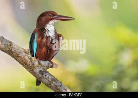 White-throated Kingfisher - Halcyon smyrnensis, Sri Lanka. Sitting on the branch near the water. Stock Photo