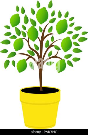 Young green lemons yellow pot. Tree lime with green leaves.  Stock Vector