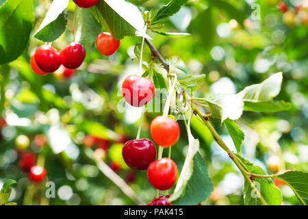 Fresh ripe organic cherries on branch with leaves Stock Photo