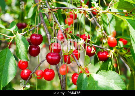 Fresh ripe organic cherries on branch with leaves Stock Photo