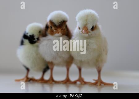 Three little chicks stand together Stock Photo