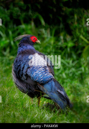 Kalij Pheasant. Hawaii, the big island Stock Photo