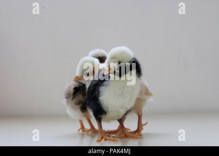 Three little chicks stand together Stock Photo