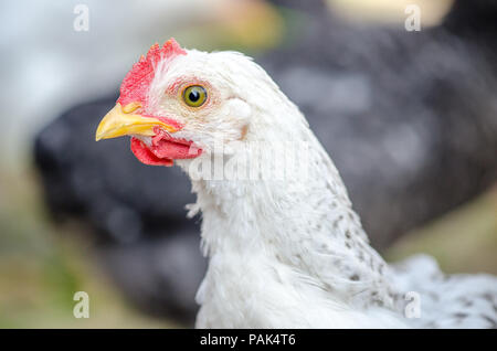 Cute white young chicken looking at the camera and me in a close portrait view with beautiful vibrant colors good for an article photo Stock Photo