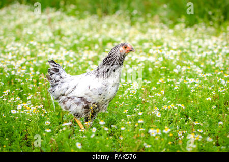 Young white and black chicken running in a green garden with fresh grass and flowers on a sunny summer day with a natural organic look Stock Photo