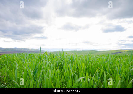 Green fresh new corn field during spring with a bright cloudy sky and vibrant colors suggesting organic agriculture Stock Photo