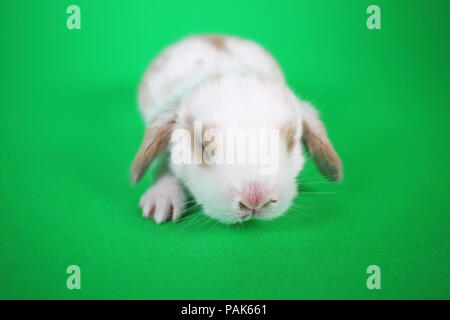 New born baby bunny rabbit kit mini lop Stock Photo