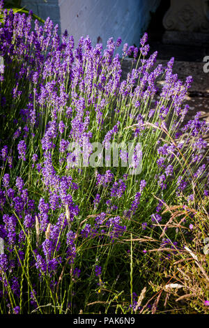 English lavender flowering in June in an English garden Stock Photo