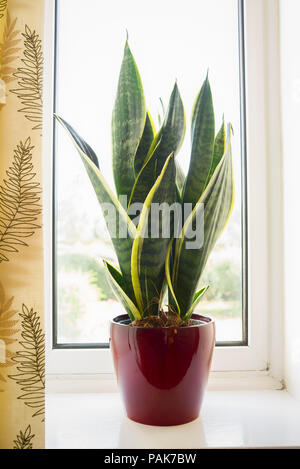 Sansevieria trifasciata Futura Superba; a decorative house plant in a red pot in UK Stock Photo