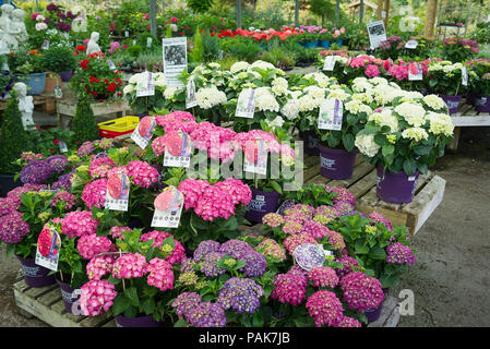 Hydrangeas and a wide selection of perennial plants for sale by self-selection at an English garden centre in July Stock Photo