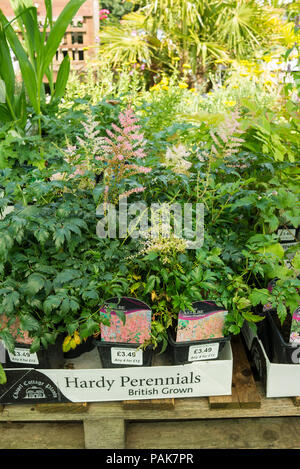 Hardy perennials including Astilbe Hennie Graafland for sale in an English garden centre Stock Photo