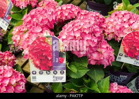 Hydrangea macrophylla Red by Forever &  Ever for sale in an English garden centre in July Stock Photo