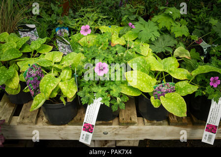 Ground cover perennial plants, including hardy geranium Pink Penny, for sale by self-selection at an English garden centre in July Stock Photo