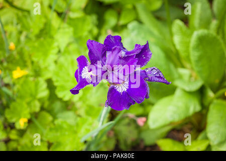 Iris sibirica Shirley Pope flowering in June in an English garden Stock Photo