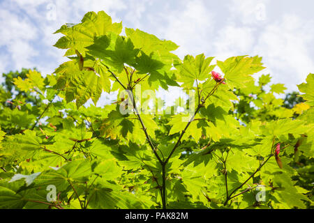 Acer japonicum Vitifolium showing characteristic foliage in summer and seed wings set to dispers on the woodland floor in UK Stock Photo