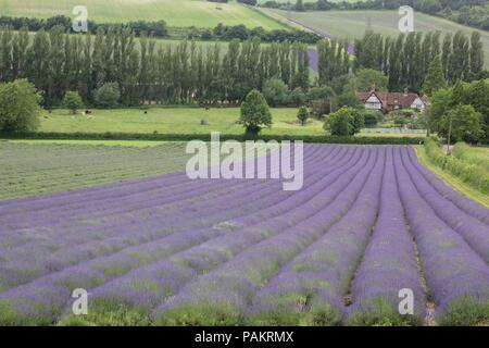 Lavender field, Kent, Egnland Stock Photo