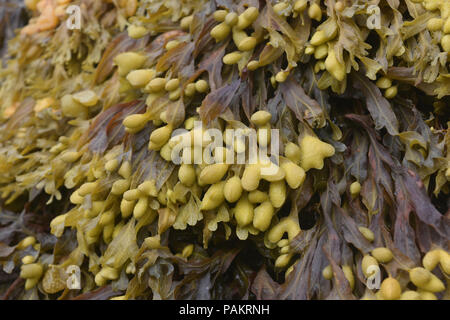 Delicate Dried Marine Seaweed with Different Shapes Stock Photo