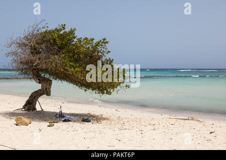 Divi Divi tree, Baby beach, Aruba, Caribbean Stock Photo