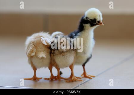 Three little chicks stand together Stock Photo