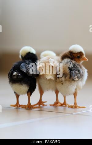 Three little chicks stand together Stock Photo