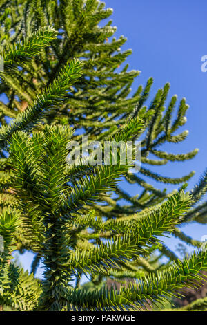 Close up of a Monkey Puzzle Tree (araucaria) growing in a  garden in Hampshire, England, UK Stock Photo
