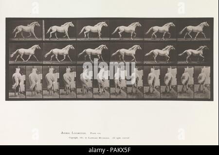 Animal Locomotion.  An Electro-Photographic Investigation of Consecutive Phases of Animal Movements.  Commenced 1872 - Completed 1885.  Volume IX, Horses. Artist: Eadweard Muybridge (American, born Britain, 1830-1904). Date: 1880s. Museum: Metropolitan Museum of Art, New York, USA. Stock Photo