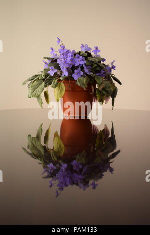 Saintpaulias (African violets) on a glossy table Stock Photo