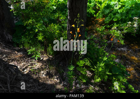 Lush, creekside scene with orange alpine lily wildflowers - Carlon Falls Trail in Yosemite National Park Stock Photo