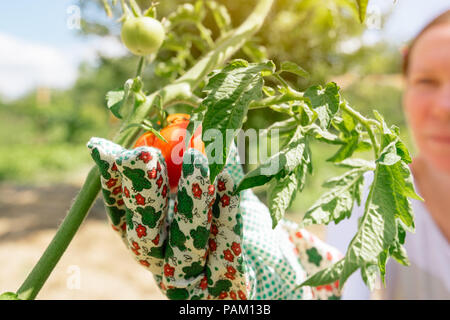 Organic tomato harvest. Farmer holding freshly picked vegetable from the garden. Stock Photo