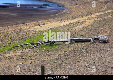 Fallen tree on the dried bed of the Howden Reservoir in the Upper Derwent Valley in the Peak District of Derbyshire in July 2018 Stock Photo