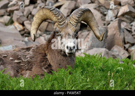 A portrait image of a Rocky Mountain Bighorn Sheep laying in the lush vegetation at the edge of a rocky ridge near Cadomin Alberta Canada. Stock Photo